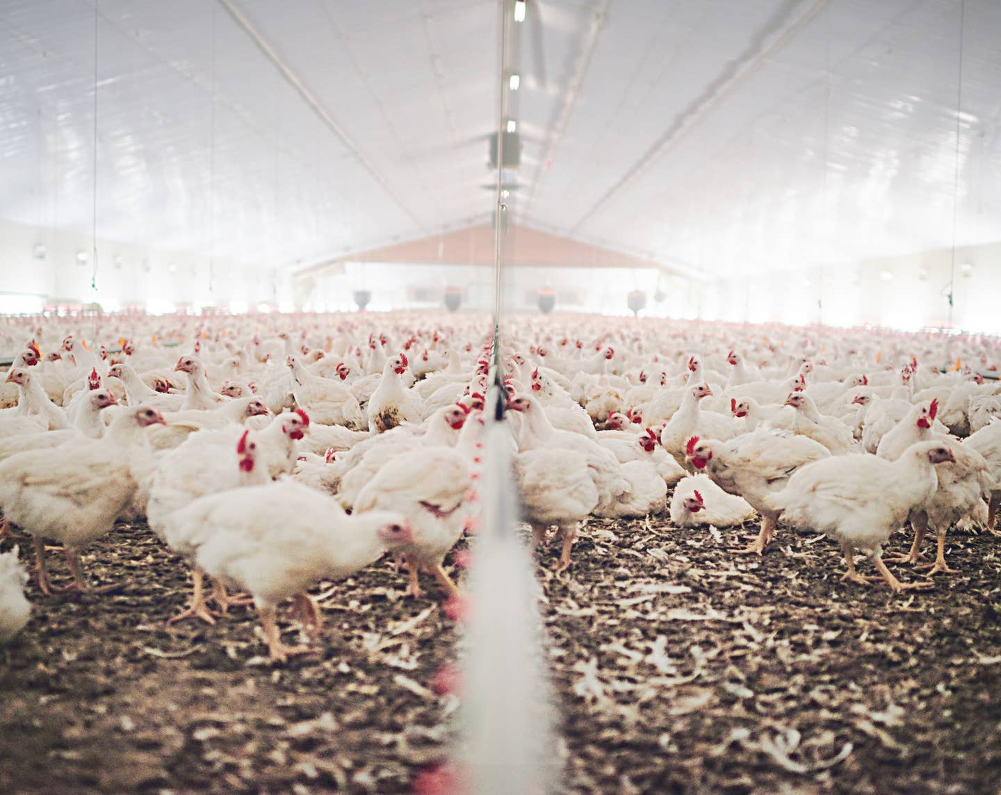 Here’s How Factory Farming Threatens Our Food Security